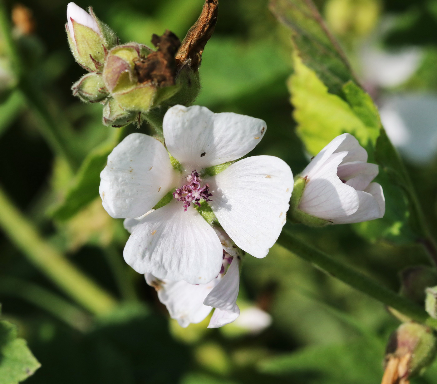 Plant Image